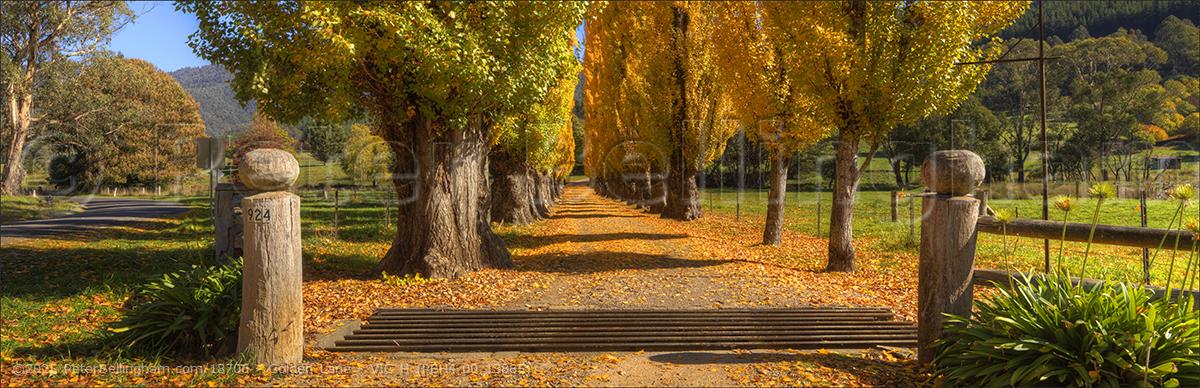 Peter Bellingham Photography Golden Lane - VIC H (PBH4 00 13885)
